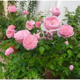  Phân bón hữu cơ rong biển DOCNEEM cho cây cảnh, lan, rau củ 