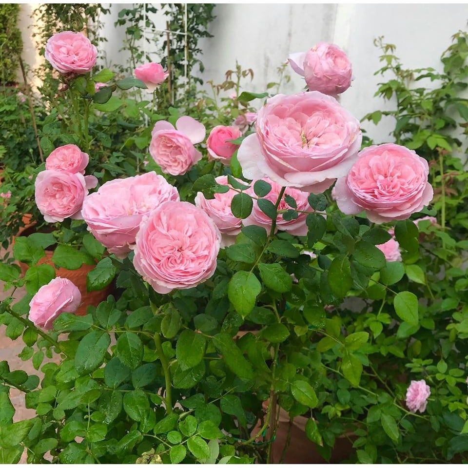  Phân bón hữu cơ rong biển DOCNEEM cho cây cảnh, lan, rau củ 