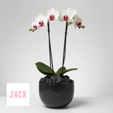  Giá thể Than trồng lan Jack đã qua xử lý – Hạn chế nấm bệnh 