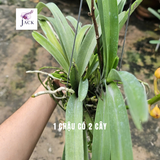  Chậu 2 Cây Lan Asco Cam - Vanda lai Ngọc Điểm Cực Siêng Hoa 