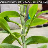  Phân bón tan chậm hữu cơ vi sinh Monrovia dành cho hoa lan 
