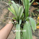  Lan Asco Cam dòng lan rực rỡ, dễ chăm, siêu sai hoa 