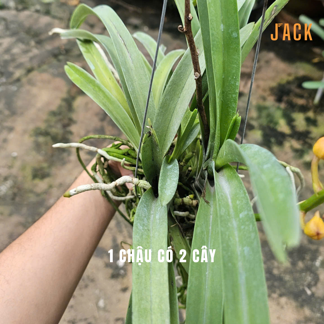  Lan Asco Cam dòng lan rực rỡ, dễ chăm, siêu sai hoa 