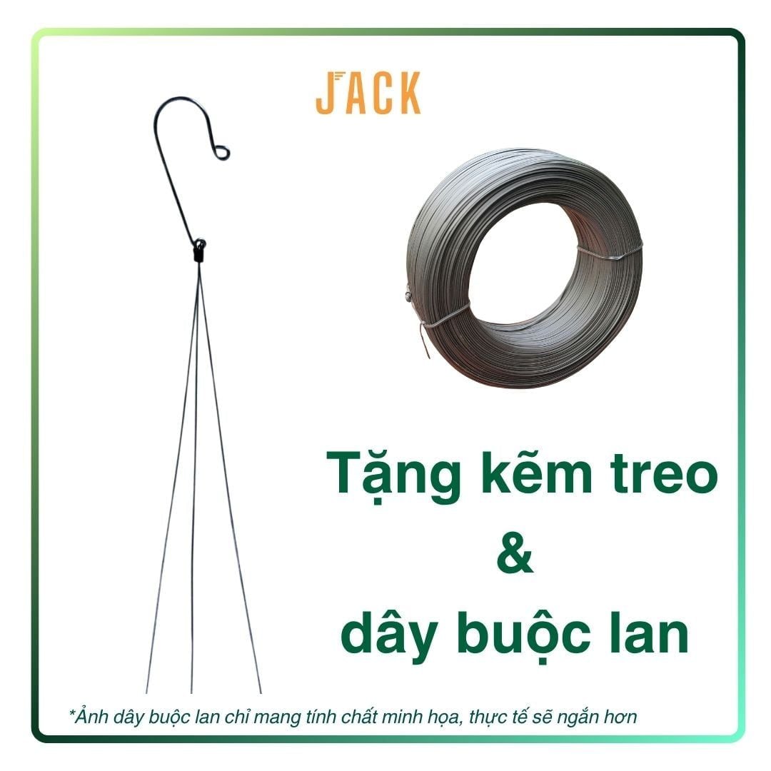  Khúc gỗ vú sữa trồng lan Jack – Siêu bám rễ, giữ ẩm tốt, kích thích lan sinh trưởng khỏe 