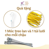  Chậu gỗ căm xe trồng lan Jack hình tròn nang thẳng  cao cấp 