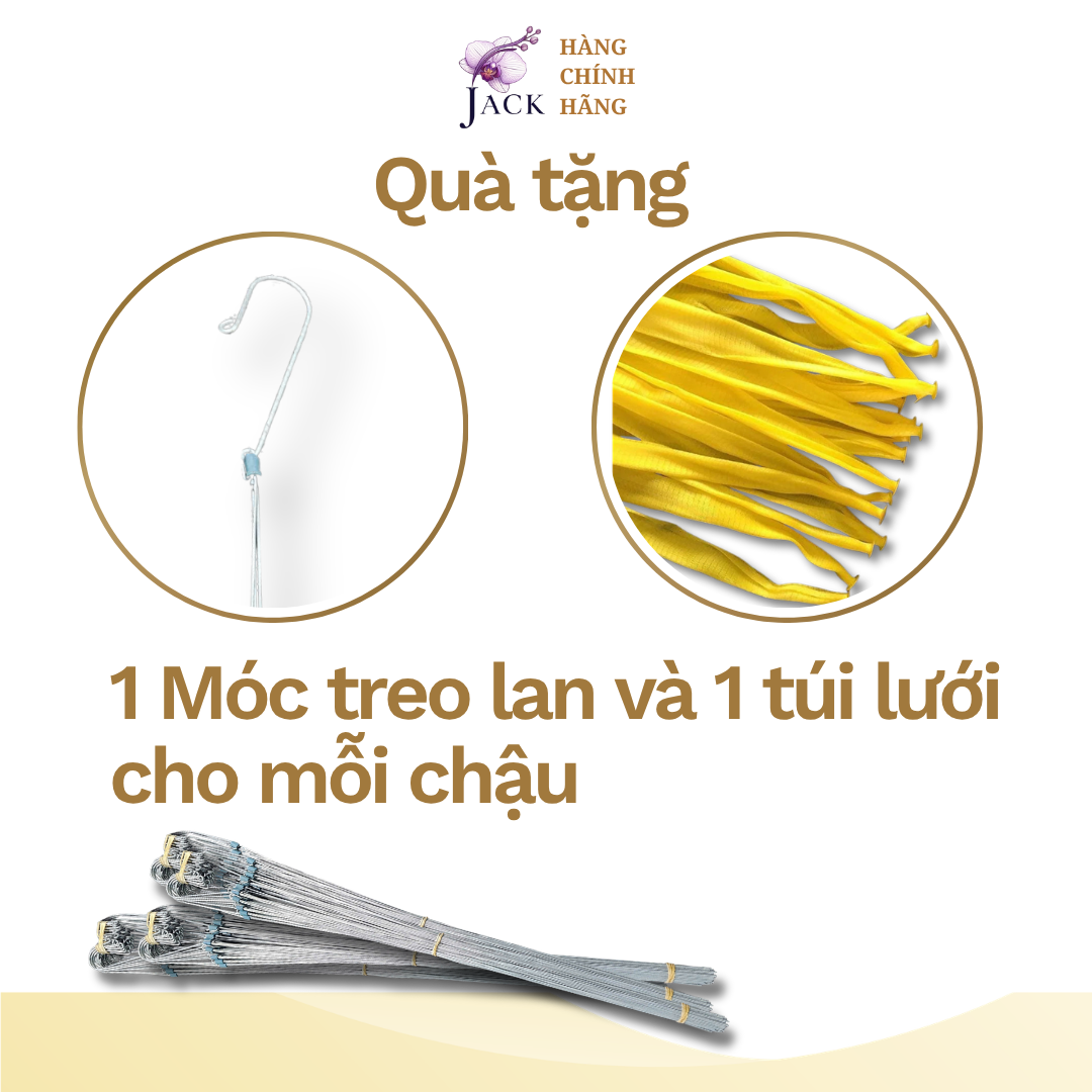  Chậu gỗ căm xe trồng lan Jack hình tròn nang thẳng  cao cấp 