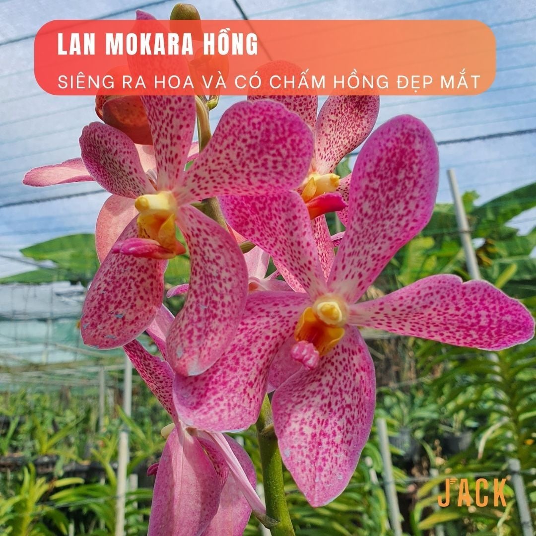  Combo 2 Cây Lan Mokara Hồng Trưởng Thành Có Sẵn Hoa 70-80cm 