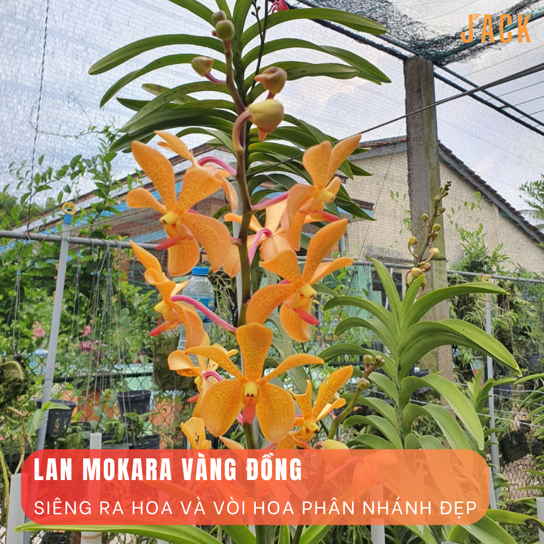  Combo 5 Cây Lan Con Mokara Nhiều Màu 