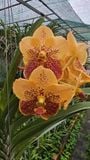  Cây lan vanda Jack Sunset Glow - Bông to, hoa cam đỏ rực như hoàng hôn 