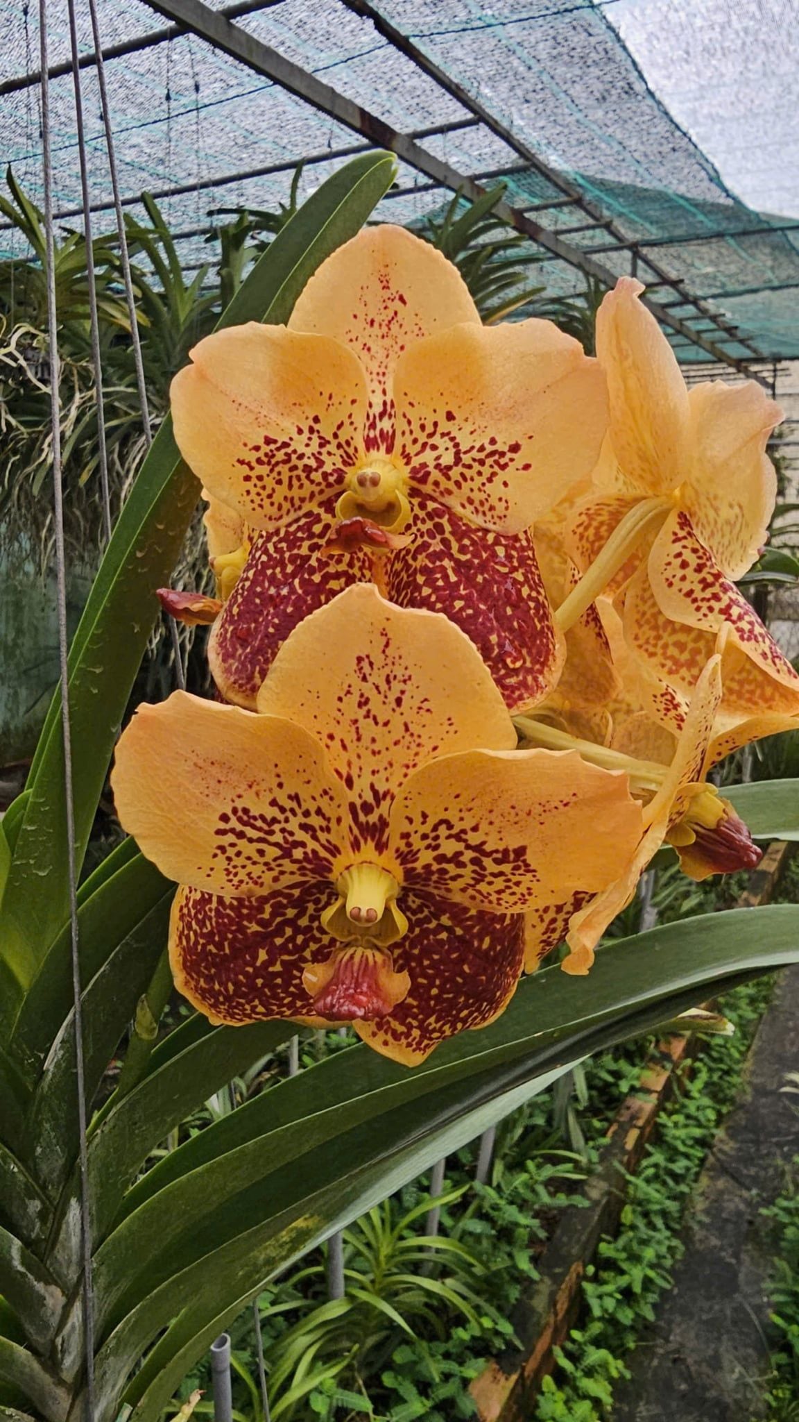  Cây lan vanda Jack Sunset Glow - Bông to, hoa cam đỏ rực như hoàng hôn 