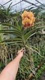  Cây lan vanda Jack Sunset Glow - Bông to, hoa cam đỏ rực như hoàng hôn 