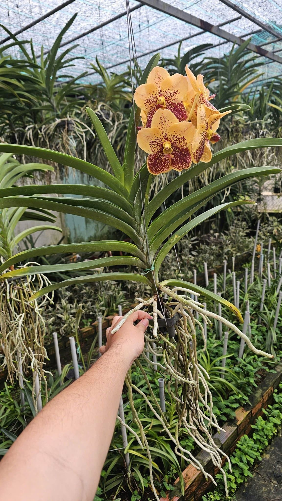  Cây lan vanda Jack Sunset Glow - Bông to, hoa cam đỏ rực như hoàng hôn 