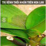  Nano bạc DOCNEEM phòng trị nấm, vi khuẩn hoa lan và hoa hồng 