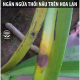  Nano bạc DOCNEEM phòng trị nấm, vi khuẩn hoa lan và hoa hồng 