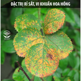  Nano bạc DOCNEEM phòng trị nấm, vi khuẩn hoa lan và hoa hồng 
