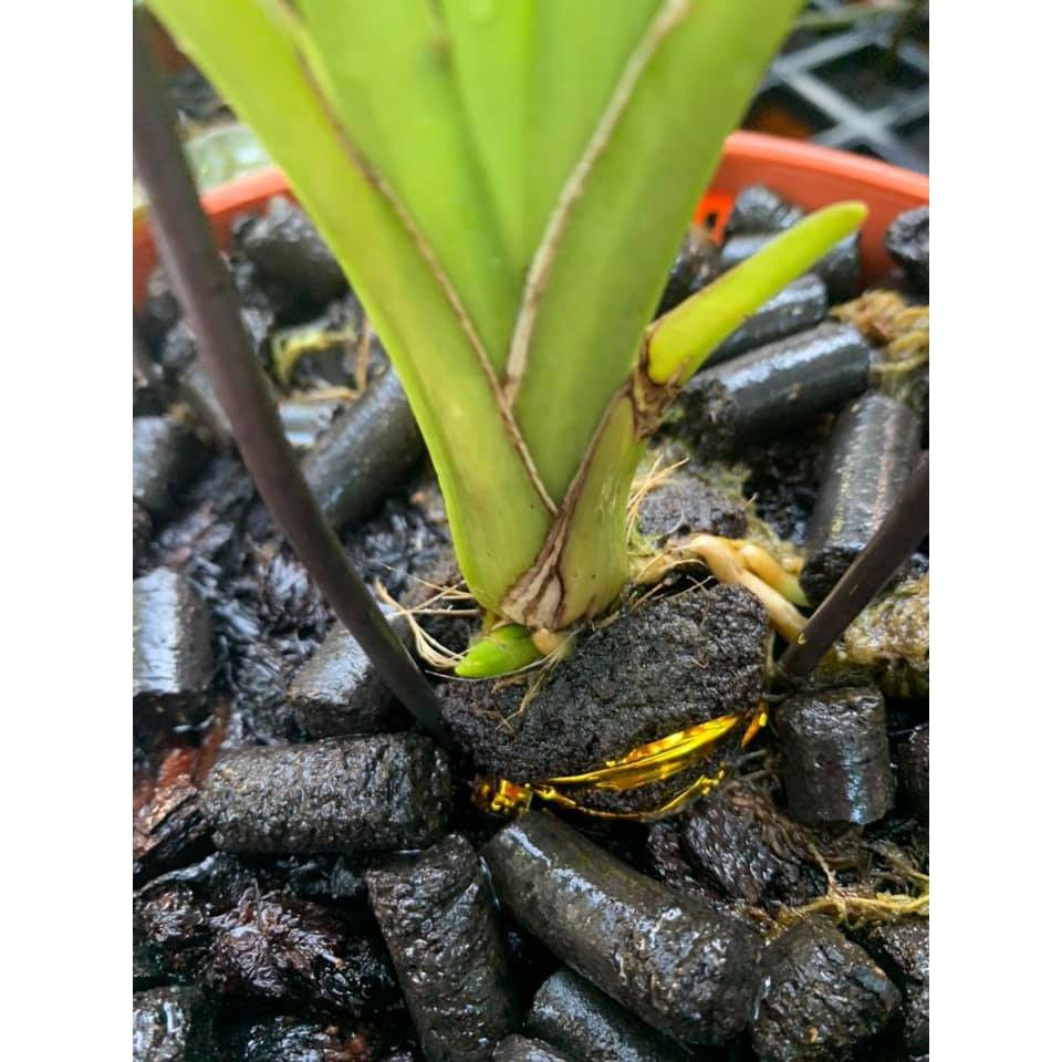  Phân bón tan chậm hữu cơ vi sinh Monrovia dành cho hoa lan 