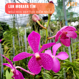  Combo 2 Cây Lan Mokara Tím Trưởng Thành Có Sẵn Hoa 70-80cm 