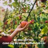  Phân bón tan chậm Rynan 19-19-09 – Dinh dưỡng cân đối, nuôi cây khỏe, trái bền 