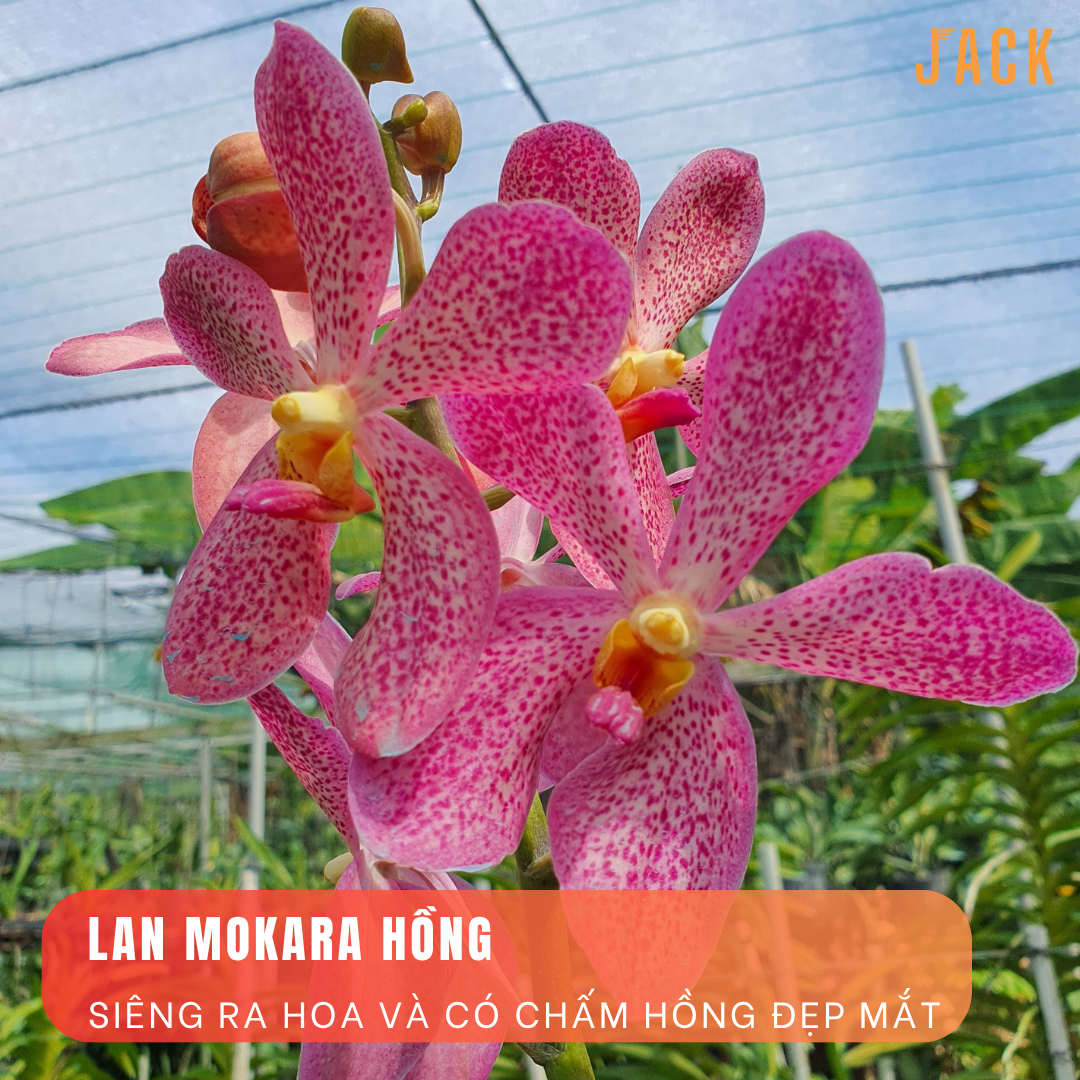  Combo 5 Cây Lan Con Mokara Nhiều Màu 