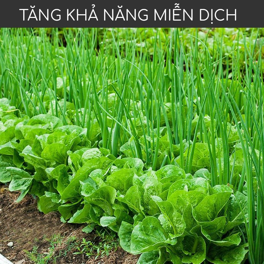  Phân trùn quế MONROVIA cho hoa, lan, rau, cây cảnh cao cấp 