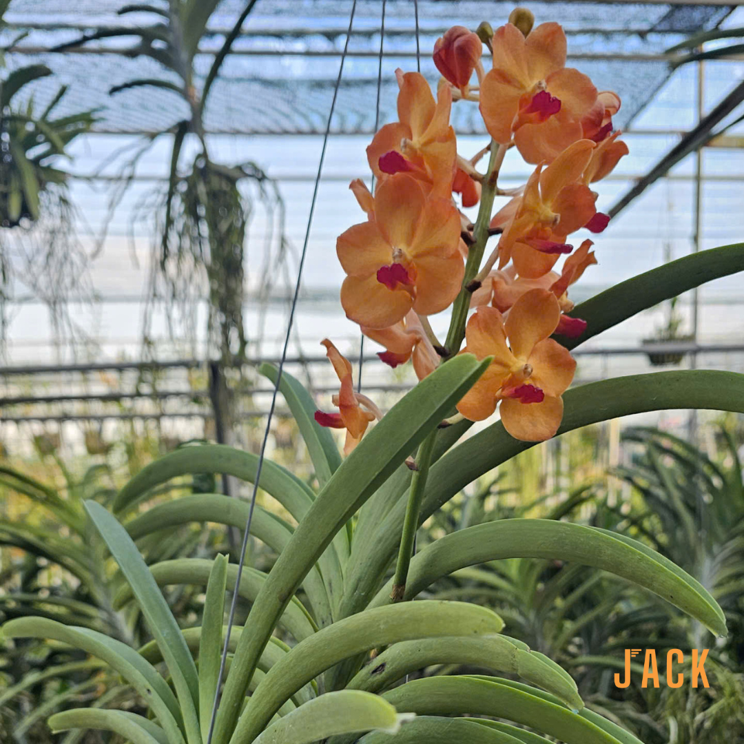  Lan Asco Cam dòng lan rực rỡ, dễ chăm, siêu sai hoa 