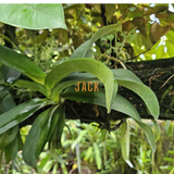  Khúc gỗ vú sữa trồng lan Jack – Siêu bám rễ, giữ ẩm tốt, kích thích lan sinh trưởng khỏe 