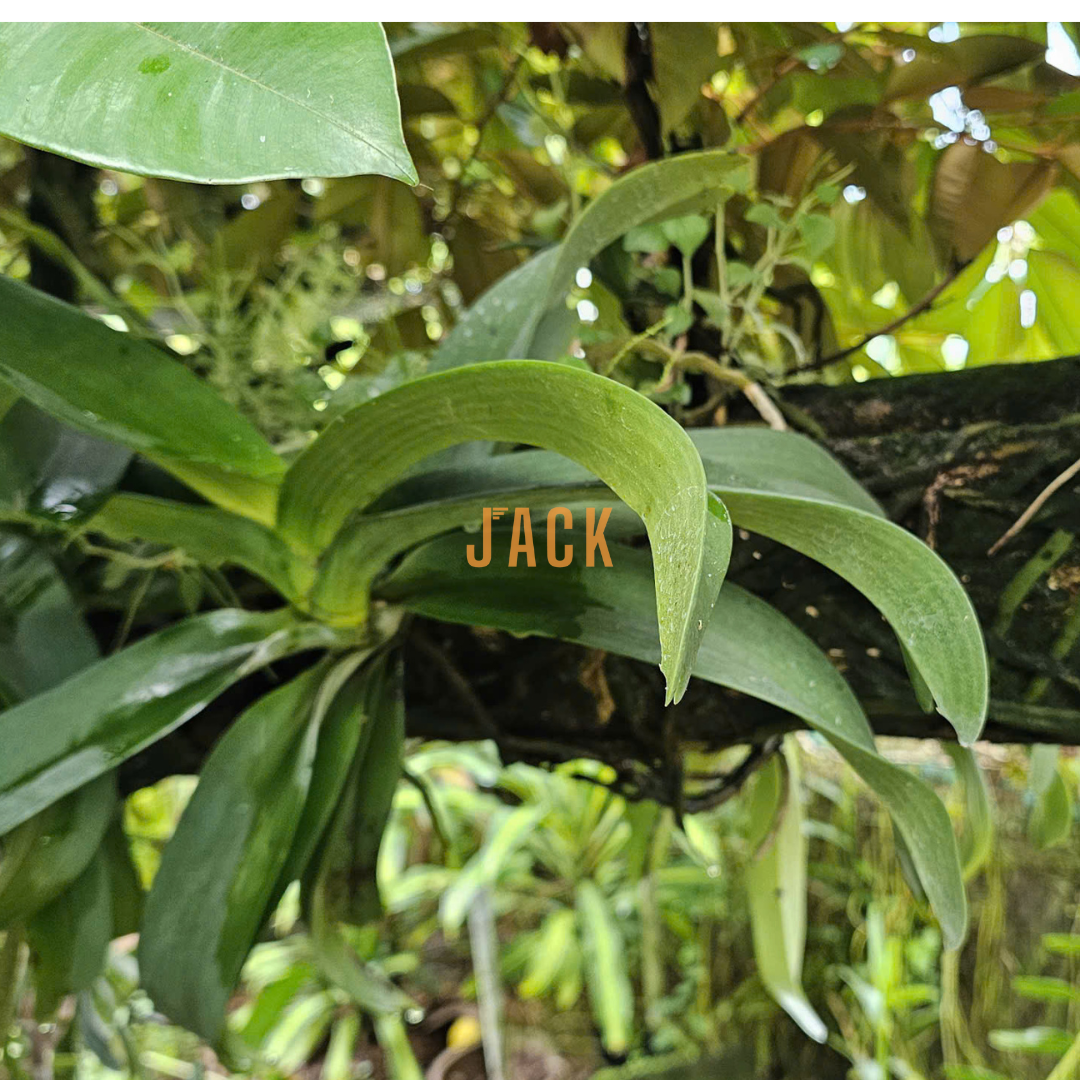  Khúc gỗ vú sữa trồng lan Jack – Siêu bám rễ, giữ ẩm tốt, kích thích lan sinh trưởng khỏe 