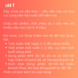  Lan Vanda Jack Tím Indigo - Quý Phái và Có Hương Thơm Thoảng 