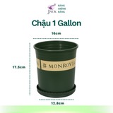  Chậu nhựa trồng cây MONROVIA Size Nhỏ 