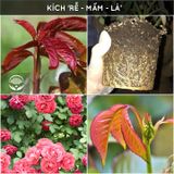  Phân bón hữu cơ rong biển DOCNEEM cho cây cảnh, lan, rau củ 