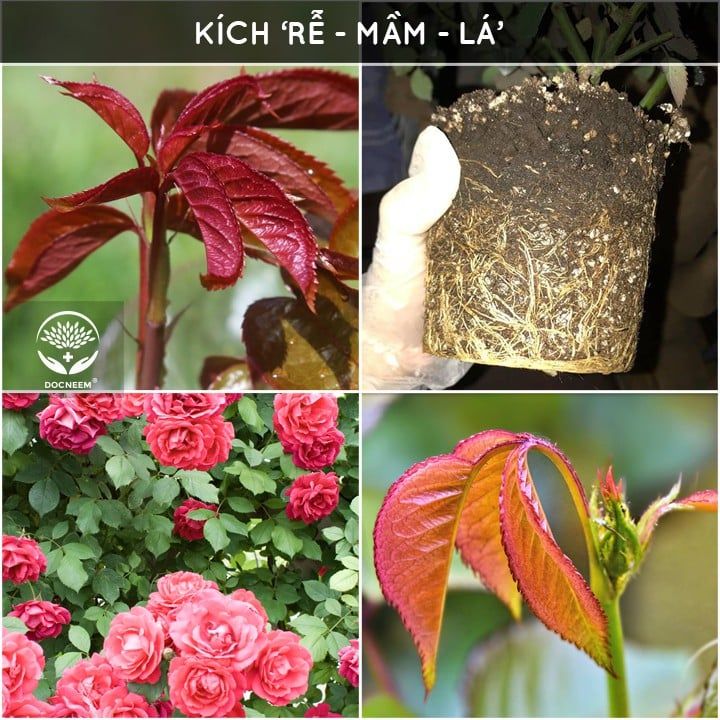  Phân bón hữu cơ rong biển DOCNEEM cho cây cảnh, lan, rau củ 