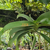  Khúc gỗ vú sữa trồng lan Jack – Siêu bám rễ, giữ ẩm tốt, kích thích lan sinh trưởng khỏe 