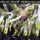  Phân bón tan chậm hữu cơ vi sinh Monrovia dành cho hoa lan 