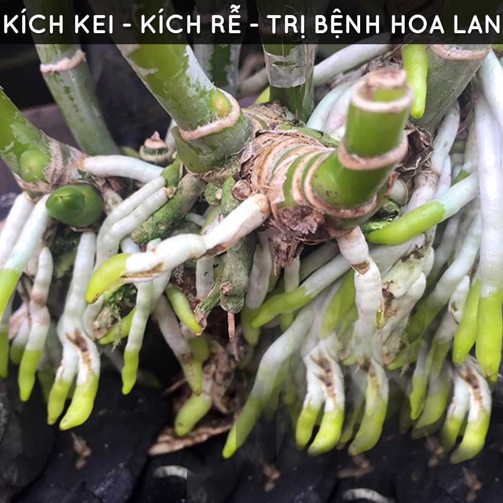  Phân bón tan chậm hữu cơ vi sinh Monrovia dành cho hoa lan 