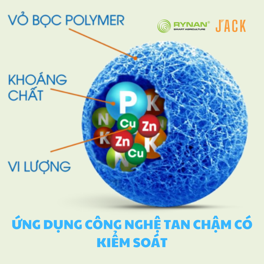  Phân bón tan chậm Rynan 19-19-09 – Dinh dưỡng cân đối, nuôi cây khỏe, trái bền 