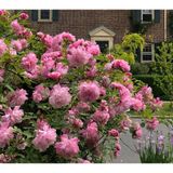  Phân bón hữu cơ rong biển DOCNEEM cho cây cảnh, lan, rau củ 