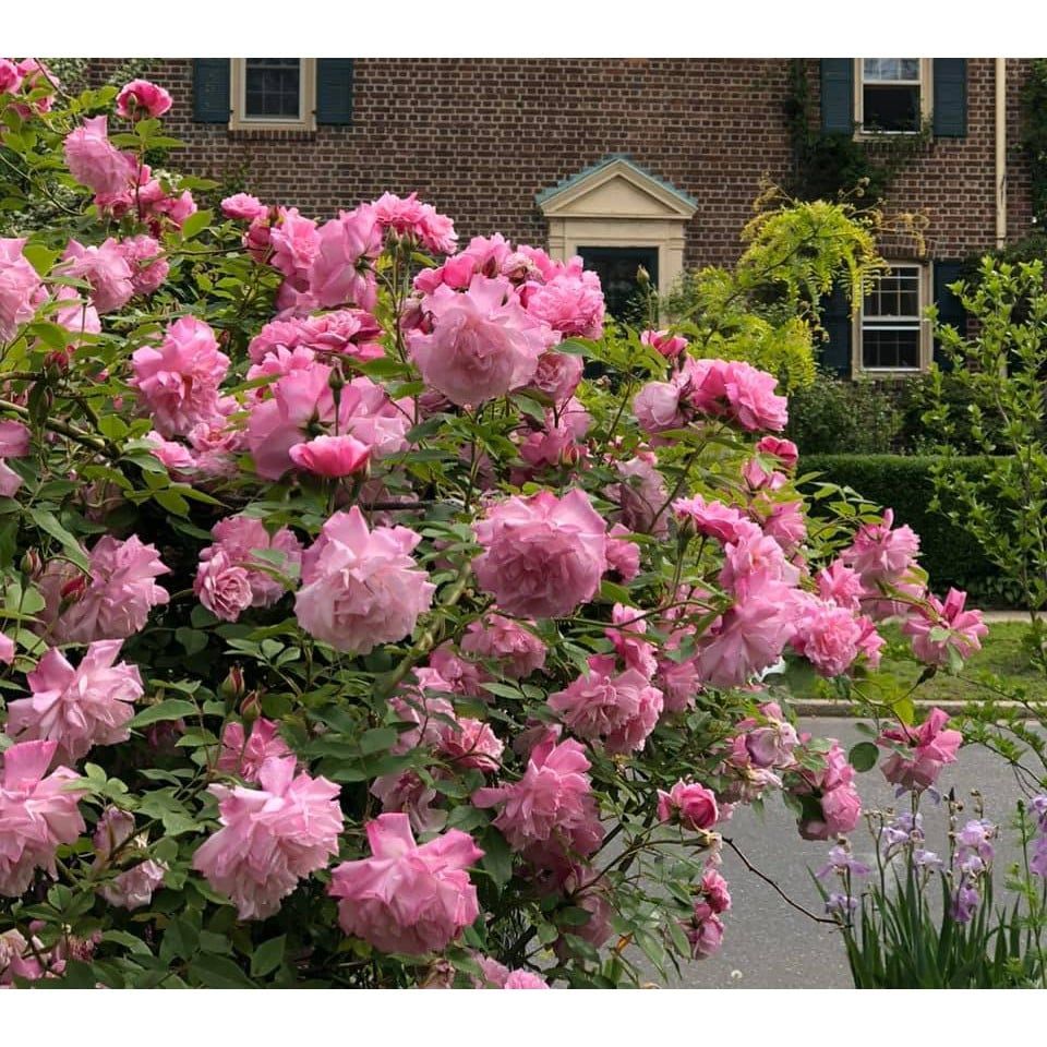  Phân bón hữu cơ rong biển DOCNEEM cho cây cảnh, lan, rau củ 