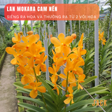 Combo 2 Cây Lan Mokara Vàng Trưởng Thành Có Sẵn Hoa 70-80cm 