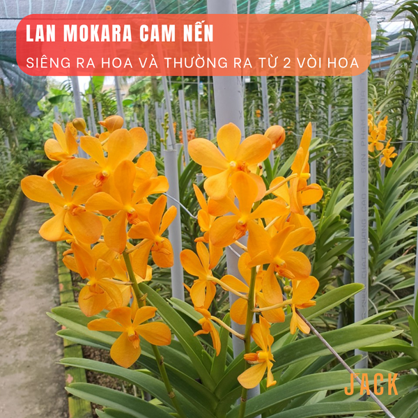  Combo 2 Cây Lan Mokara Vàng Trưởng Thành Có Sẵn Hoa 70-80cm 
