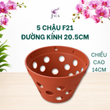  Chậu Nhựa Trồng Lan Màu Đất Nung — Bền, Đẹp, Nhẹ, Thoáng Khí — Tặng Kèm Móc Treo 