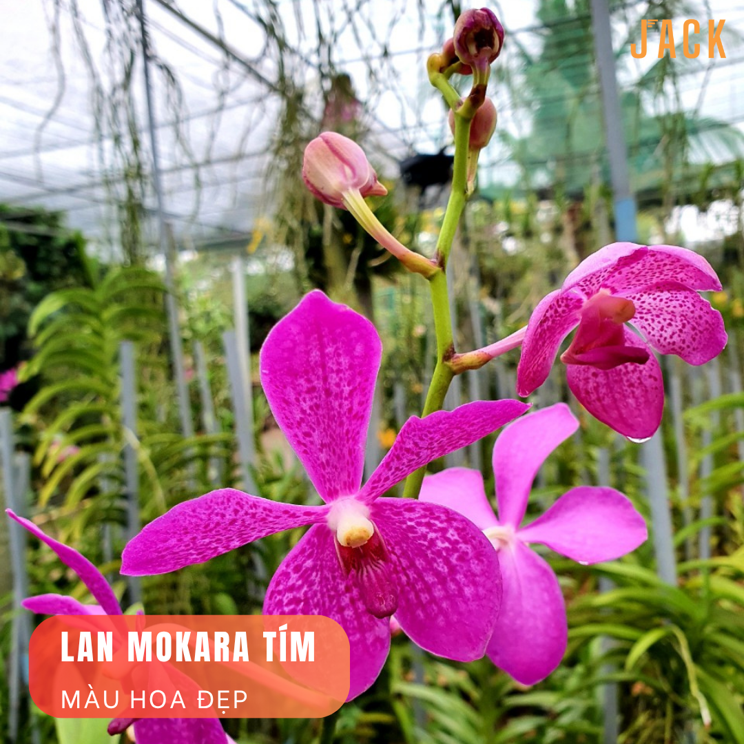  Combo 5 Cây Lan Con Mokara Nhiều Màu 