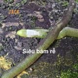  Khúc gỗ vú sữa trồng lan Jack – Siêu bám rễ, giữ ẩm tốt, kích thích lan sinh trưởng khỏe 
