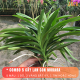  Combo 5 Cây Lan Con Mokara Nhiều Màu 