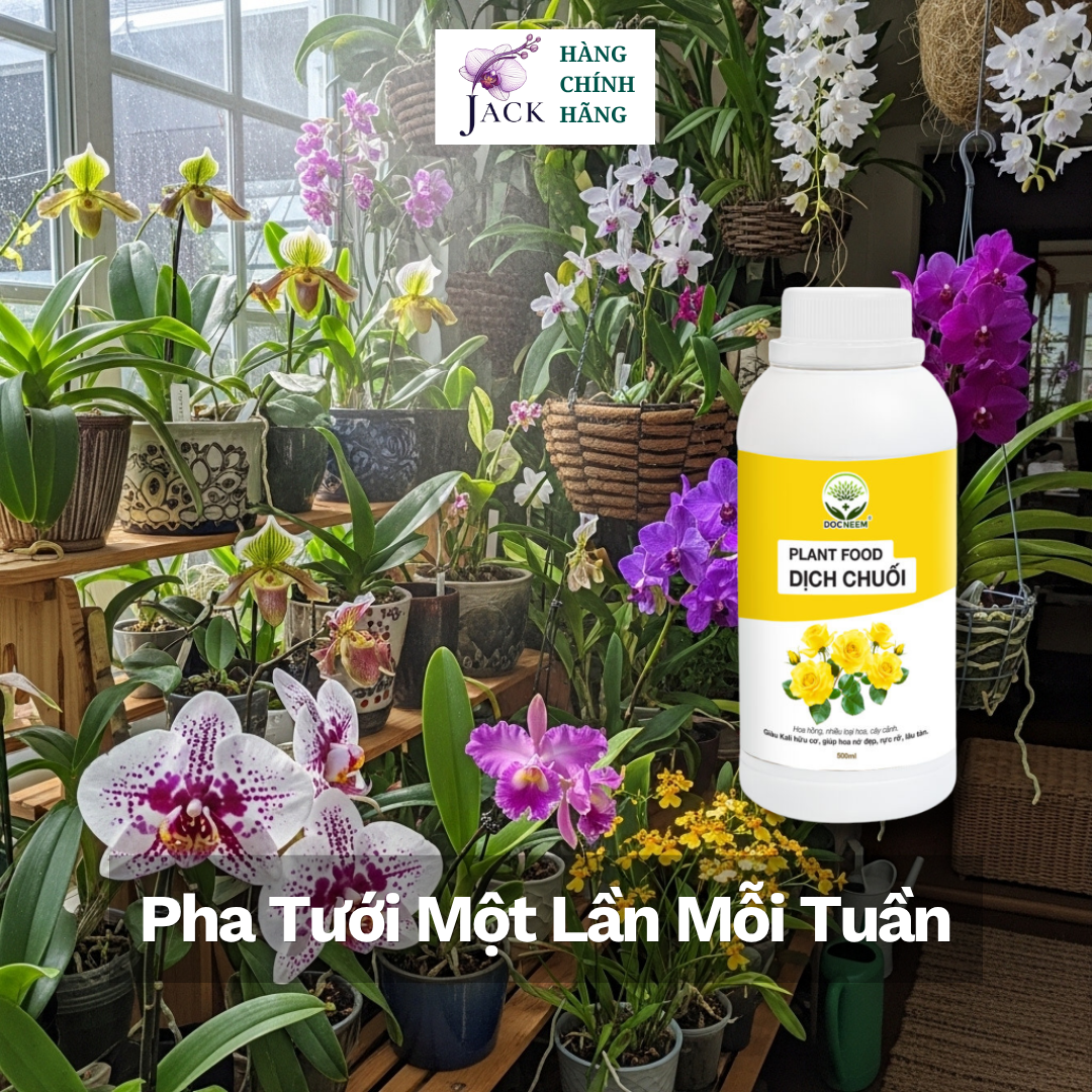  Phân bón hữu cơ dịch chuối humic Docneem 