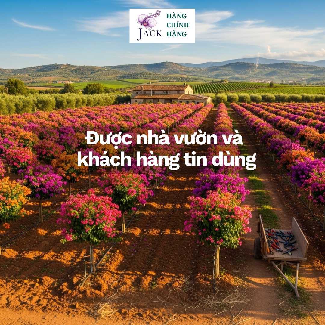  Phân bón kích hoa giấy DOCNEEM – Siết đọt, bật nụ nhanh, hoa dày màu đậm 