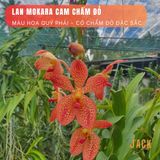  Combo 2 Cây Lan Mokara Cam Trưởng Thành Có Sẵn Hoa 70-80cm 