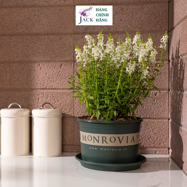 Chậu nhựa trồng cây MONROVIA Size Nhỏ 