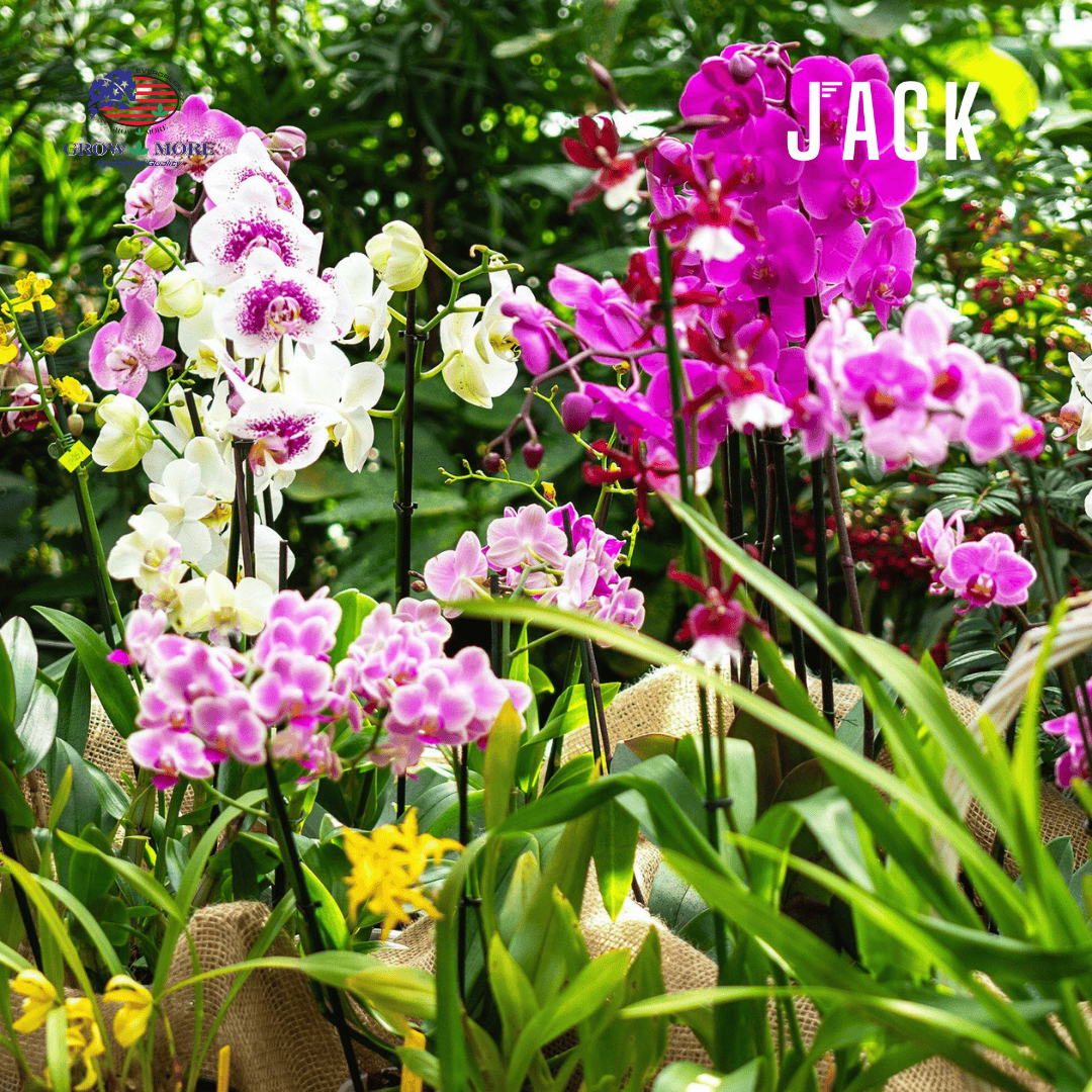  Phân bón cho lan và cây cảnh phát triển Grow More 30-10-10 