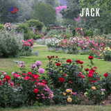  Thùng 100 Chai Phân bón Grow more 30-10-10 100g Nhập Khẩu Mỹ 