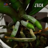  Combo 3 chai phân bón lan Grow More - Terrasorb 